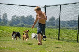 boy running with dogs in fenced yard