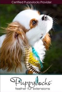 brown and white dog with feathers in hair