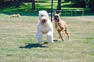 Brown dog chasing white fluffy dog