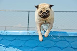 pug jumping into pool
