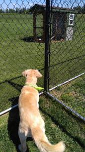 golden retriever looking out fence