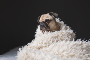 pug wrapped in fluffy blanket
