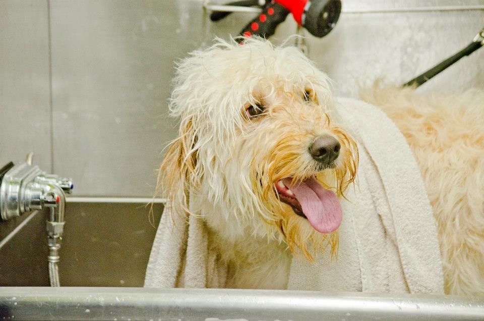 do groomers give flea baths